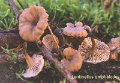 Lentinellus cystidiosus-amf2050
